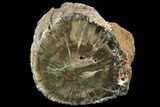 Triassic Woodworthia Petrified Log - Zimbabwe #99269-1